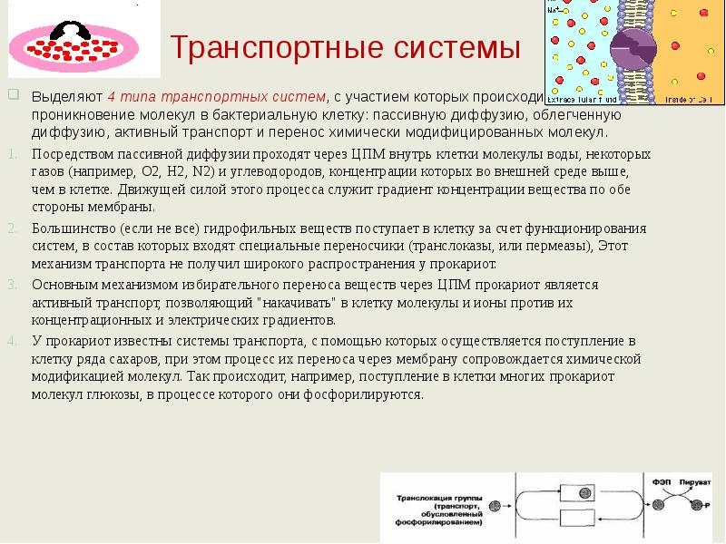 Транспортные системы Выделяют 4 типа транспортных систем, с участием которых происходит