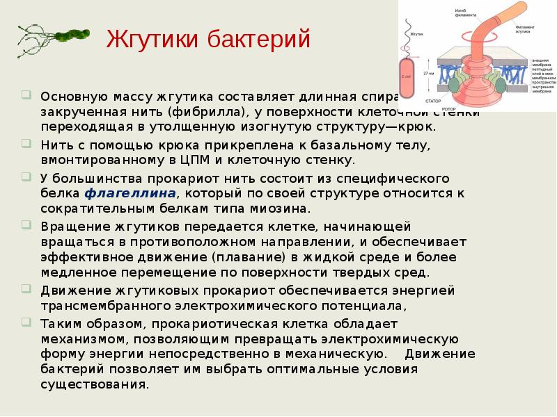 Основную массу жгутика составляет длинная спирально закрученная нить (фибрилла), у поверхности