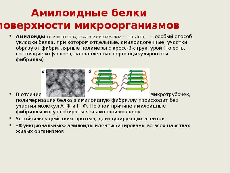 Амилоидные белки поверхности микроорганизмов Амилоиды (т.&nbsp;е.&nbsp;вещество,&nbsp;сходное&nbsp;с&nbsp;крахмалом&nbsp;—&nbsp;amylum) &nbsp;— особый способ укладки белка,