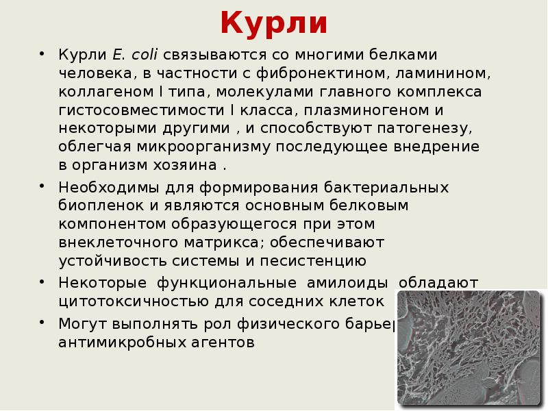 Курли Курли E. coli связываются со многими белками человека, в частности