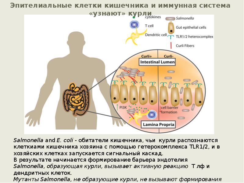 Эпителиальные клетки кишечника и иммунная система «узнают» курли Эпителиальные клетки кишечника