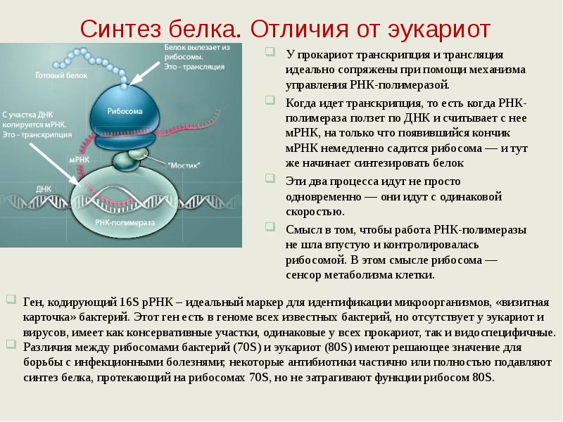 Биосинтез белка в отличие от фотосинтеза происходит