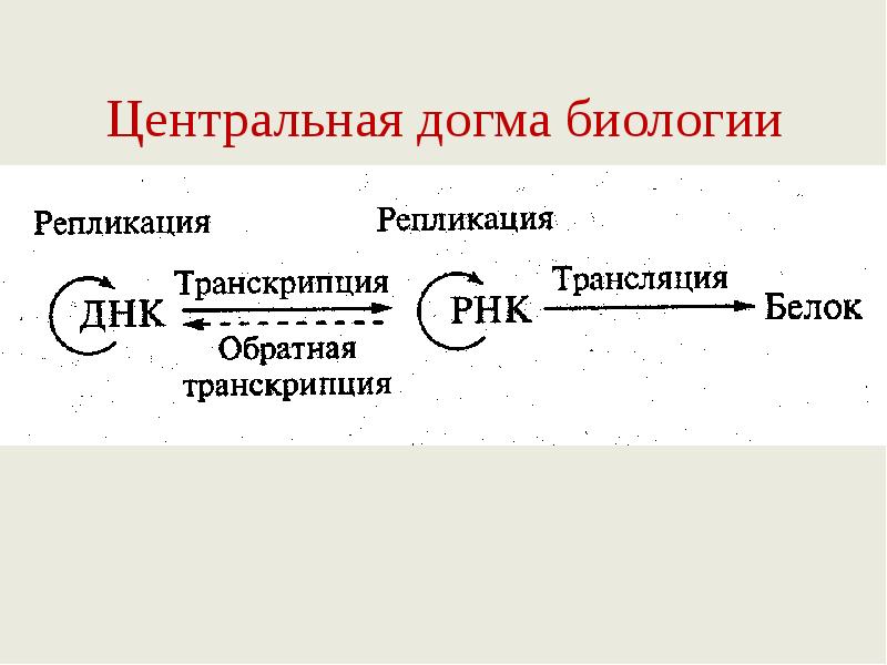 Центральная догма биологии