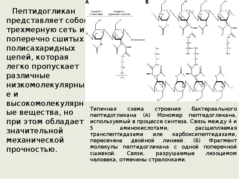 Пептидогликан представляет собой трехмерную сеть из поперечно сшитых полисахаридных цепей, которая