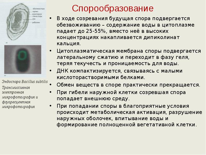 В цитоплазме клетки происходит. Эндоспоры и спорообразование. Споры бактерий ультраструктура. Споры бактерий микрофотография. Ультраструктура бактериальной клетки. Споры и спорообразование..