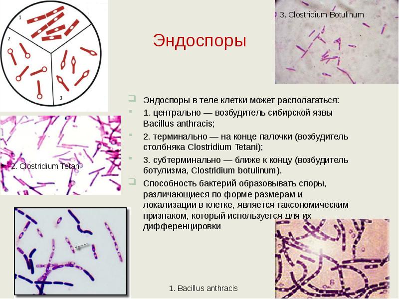 Эндоспоры Эндоспоры в теле клетки может располагаться:  1. центрально —