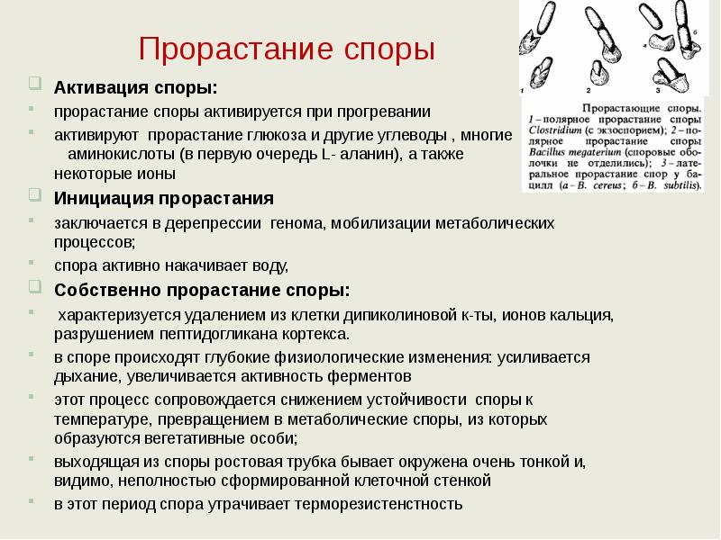 Прорастание споры Активация споры:  прорастание споры активируется при прогревании активируют