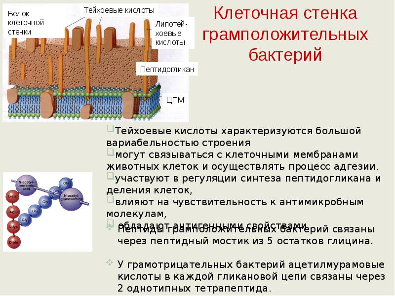 Клеточная стенка таблица