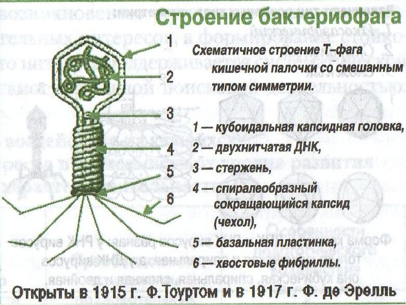 Схема строения бактериофага