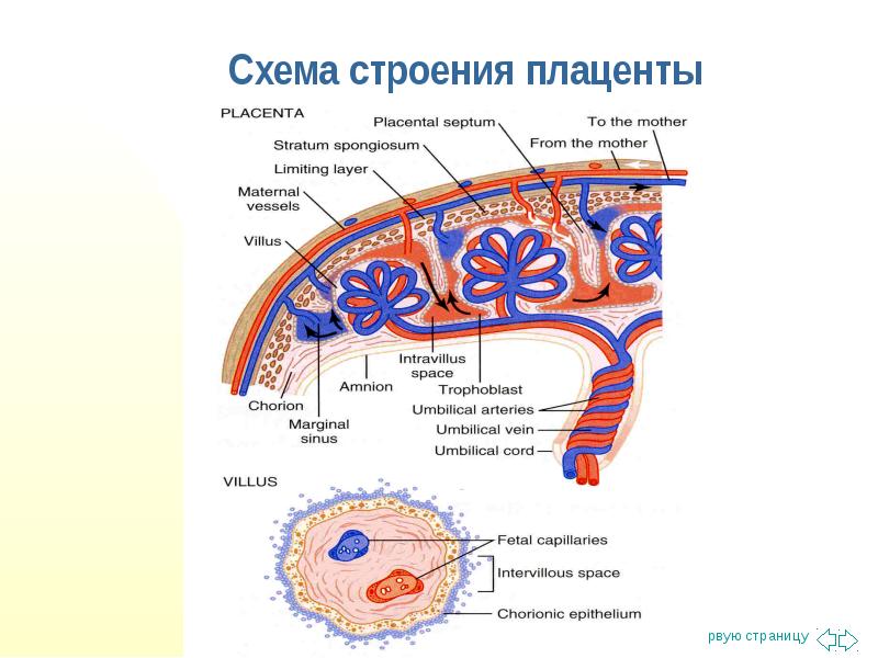 Эндокринная функция плаценты презентация