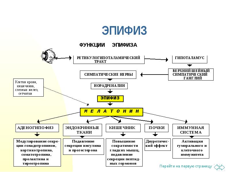 Гормоны эпифиза презентация