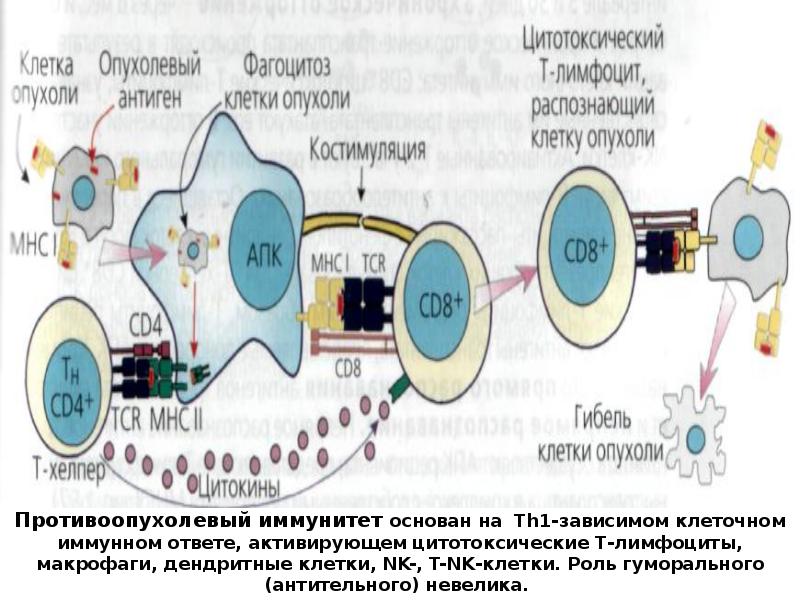 Схема иммуного ответа