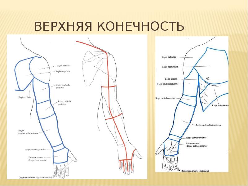 Верхняя часть человека. Предплечье конечности. Части руки человека. Зарисовки верхних конечностей. Области верхней конечности.