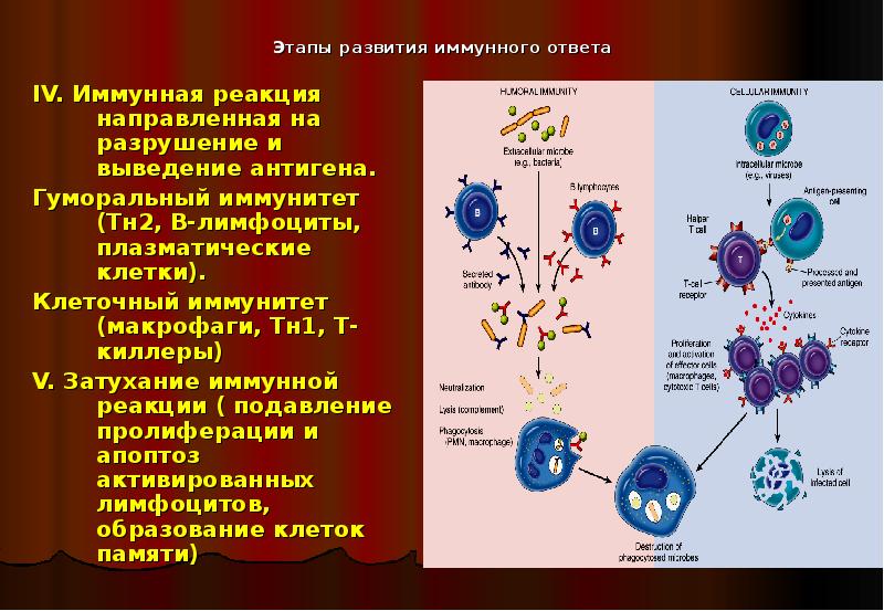 Взаимодействие иммунных клеток. Иммунитет гуморальный плазмоциты и. Гуморальный иммунный ответ (клетки-участники, их взаимодействие),. Фазы развития гуморального иммунного ответа. Лимфоциты клеточный и гуморальный иммунитет.