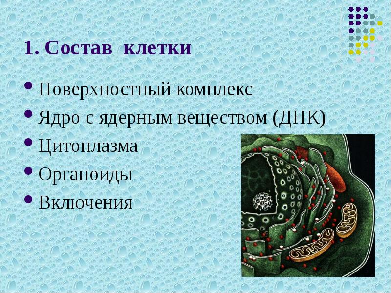 1. Состав клетки
Поверхностный комплекс
Ядро с ядерным веществом (ДНК)
Цитоплазма
1. Состав клетки
Поверхностный комплекс
Ядро с ядерным веществом (ДНК)
Цитоплазма
