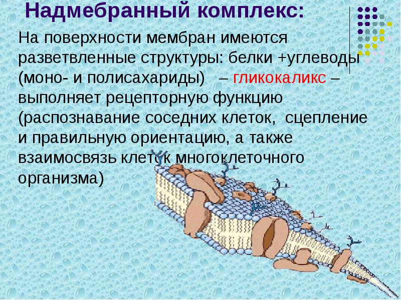 Надмебранный комплекс:
На поверхности мембран имеются разветвленные структуры: белки +углеводы (моно- Надмебранный комплекс:
На поверхности мембран имеются разветвленные структуры: белки +углеводы (моно-