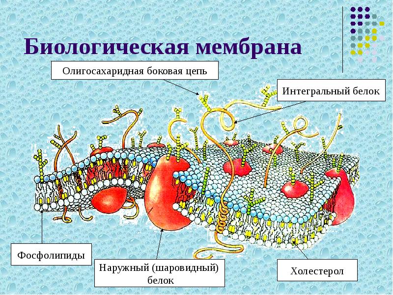 Биологическая мембрана Биологическая мембрана