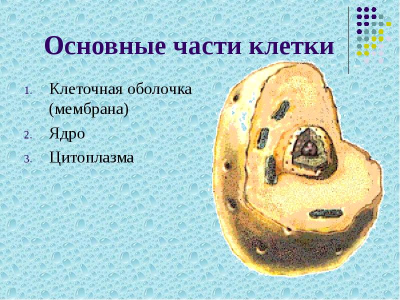 Основные части клетки
Клеточная оболочка (мембрана)
Ядро
Цитоплазма Основные части клетки
Клеточная оболочка (мембрана)
Ядро
Цитоплазма
