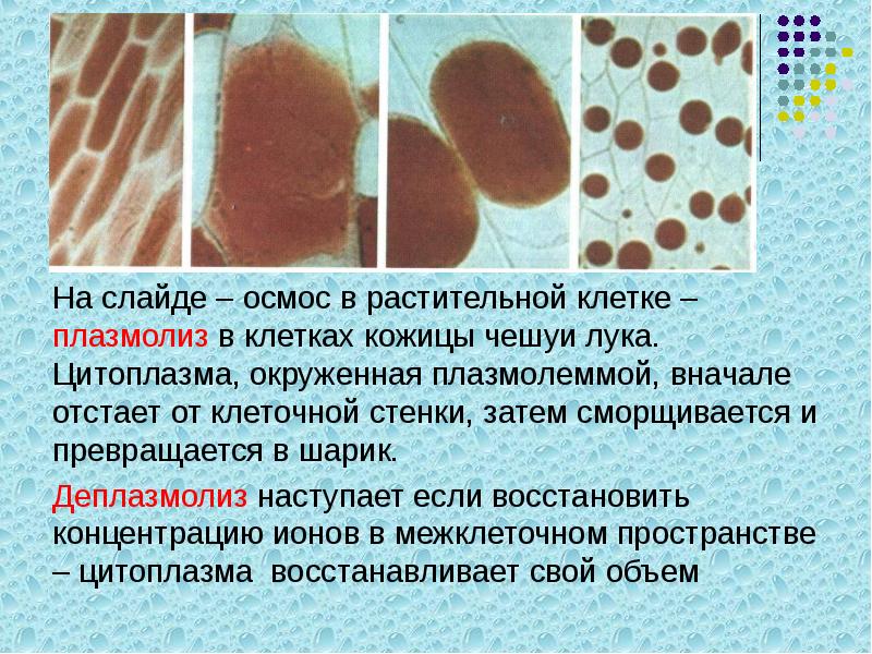 Плазмолиз и деплазмолиз презентация 10 класс