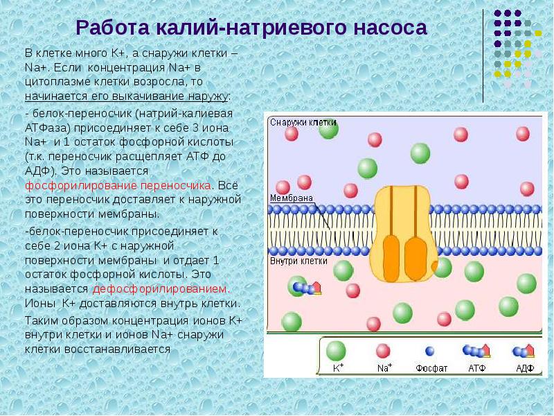 Работа калий-натриевого насоса
В клетке много К+, а снаружи клетки – Работа калий-натриевого насоса
В клетке много К+, а снаружи клетки –