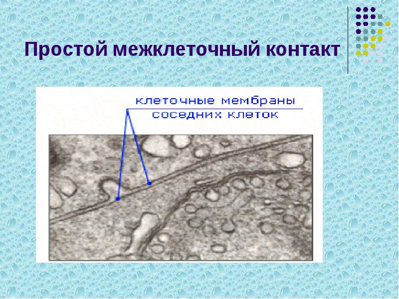 Простой межклеточный контакт Простой межклеточный контакт