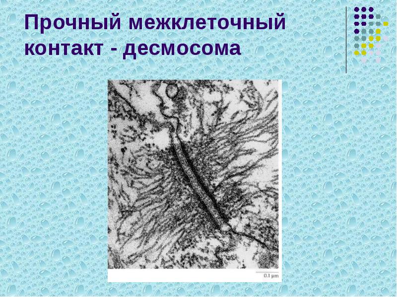 Прочный межклеточный контакт - десмосома Прочный межклеточный контакт - десмосома