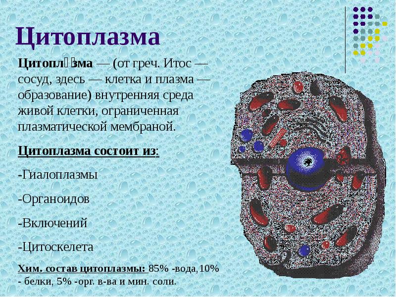 Цитоплазма рисунок строение