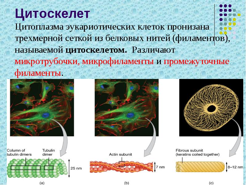 Цитоскелет
Цитоплазма эукариотических клеток пронизана трехмерной сеткой из белковых нитей (филаментов), Цитоскелет
Цитоплазма эукариотических клеток пронизана трехмерной сеткой из белковых нитей (филаментов),
