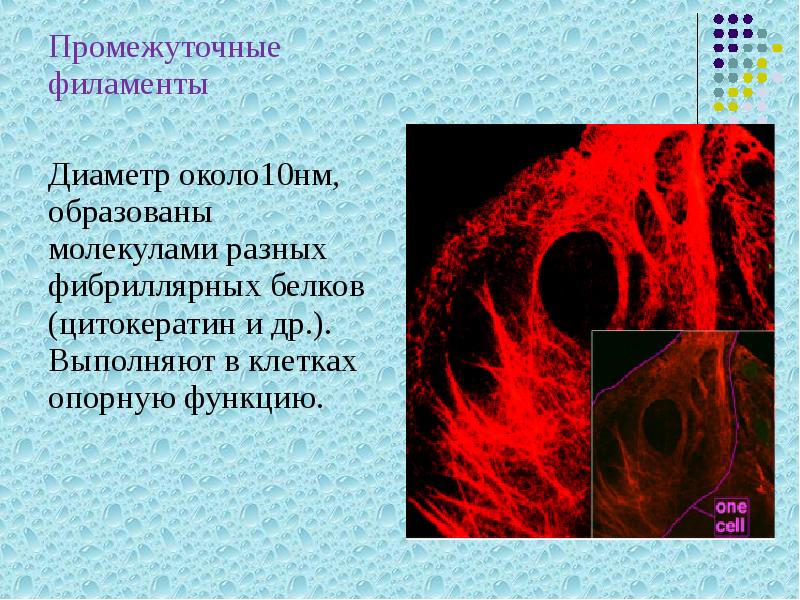 Промежуточные филаменты
Промежуточные филаменты
Диаметр около10нм, образованы молекулами разных фибриллярных белков Промежуточные филаменты
Промежуточные филаменты
Диаметр около10нм, образованы молекулами разных фибриллярных белков