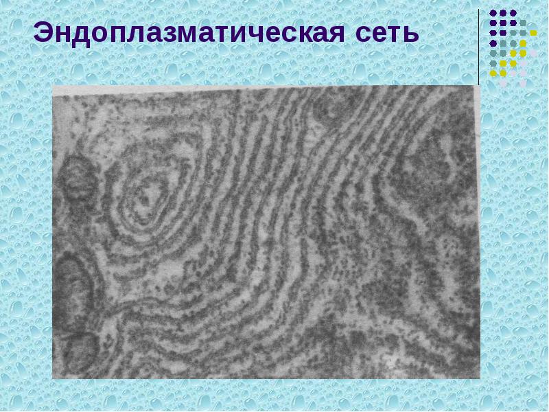 Эндоплазматическая сеть Эндоплазматическая сеть