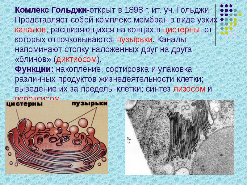 Комлекс Гольджи-открыт в 1898 г. ит. уч. Гольджи. Представляет собой комплекс мембран Комлекс Гольджи-открыт в 1898 г. ит. уч. Гольджи. Представляет собой комплекс мембран