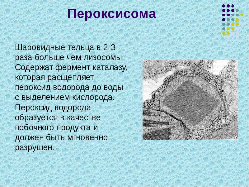 Пероксисома
Шаровидные тельца в 2-3 раза больше чем лизосомы. Пероксисома
Шаровидные тельца в 2-3 раза больше чем лизосомы.