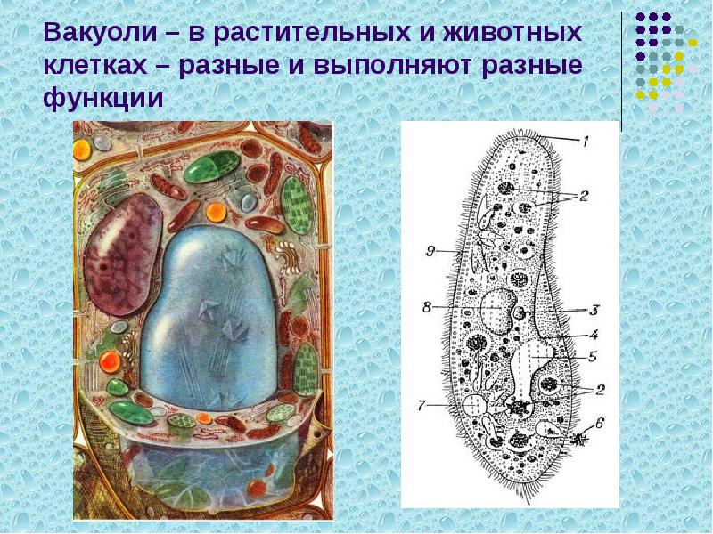 Вакуоли – в растительных и животных клетках – разные и выполняют Вакуоли – в растительных и животных клетках – разные и выполняют