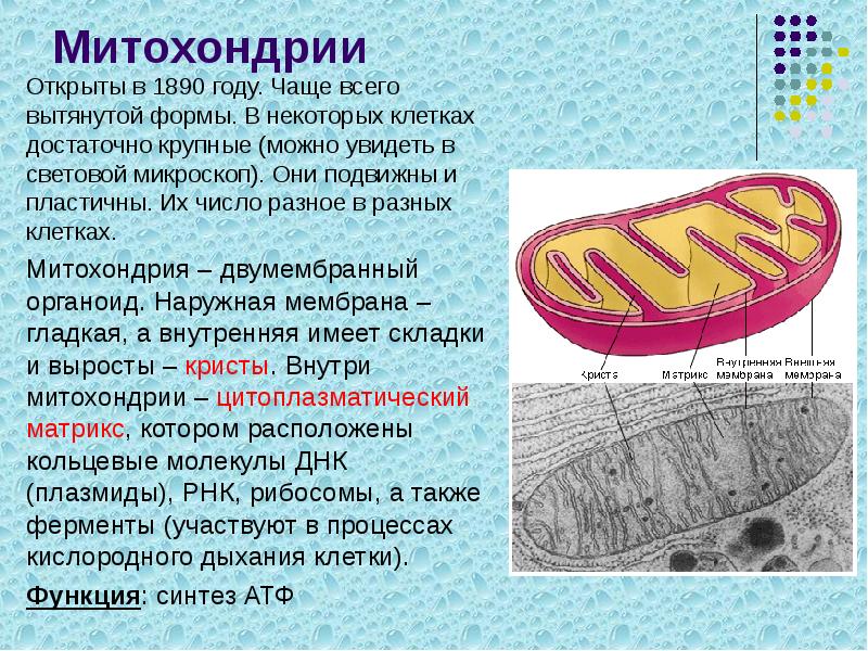 Митохондрии
Открыты в 1890 году. Чаще всего вытянутой формы. В некоторых Митохондрии
Открыты в 1890 году. Чаще всего вытянутой формы. В некоторых