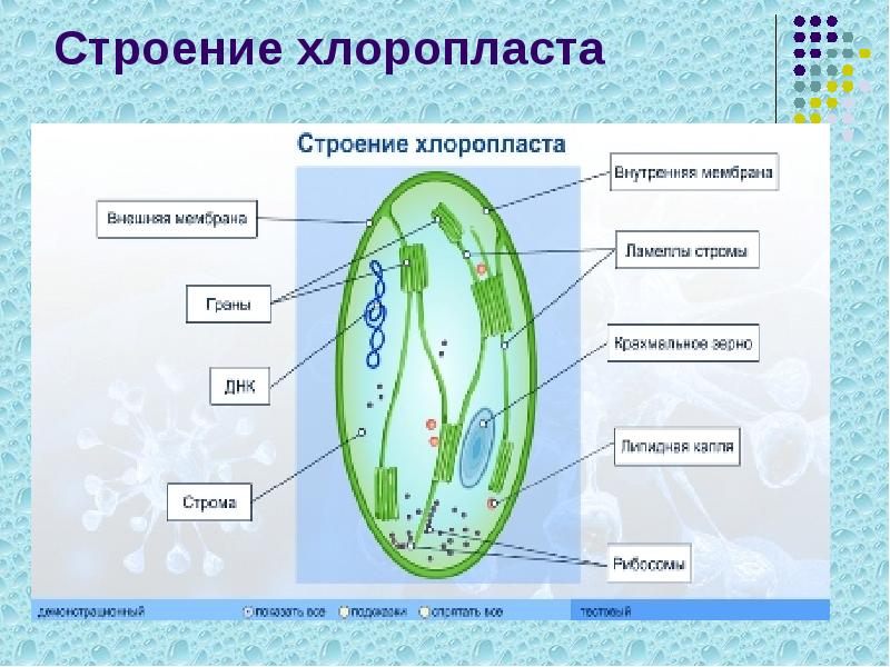 Строение хлоропласта Строение хлоропласта