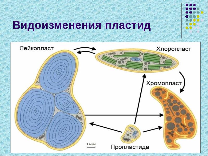 Видоизменения пластид Видоизменения пластид