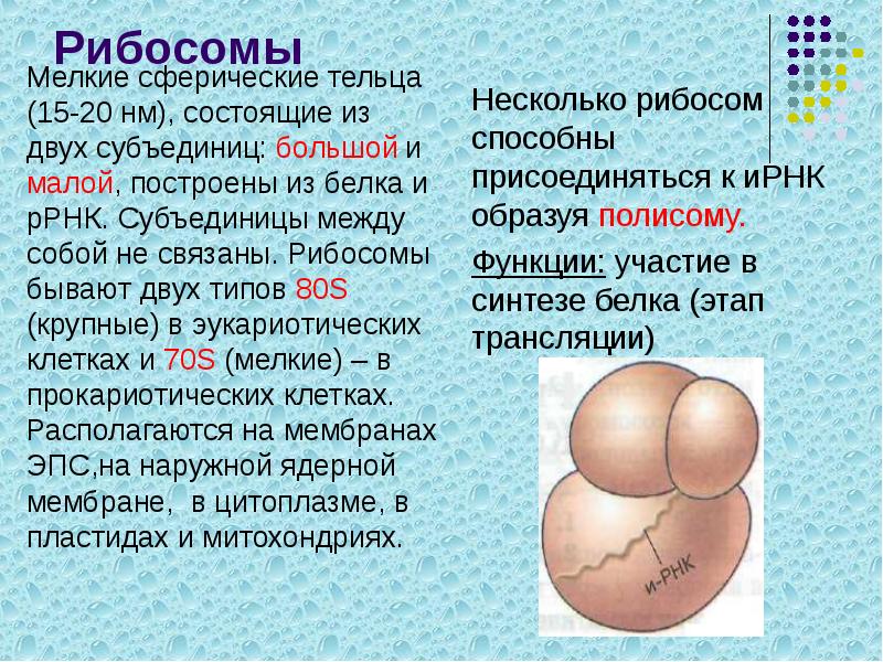 Рисунок рибосомы эукариотической клетки