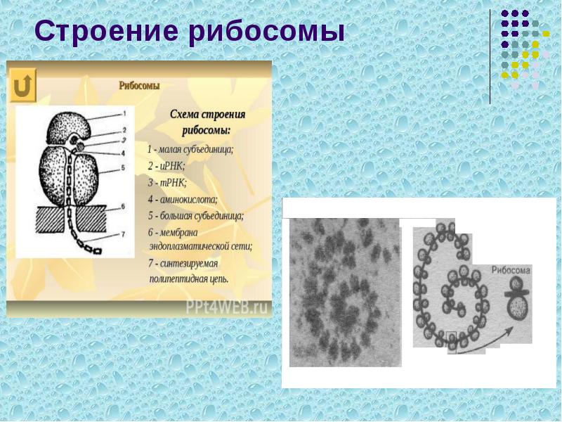 Строение рибосомы Строение рибосомы