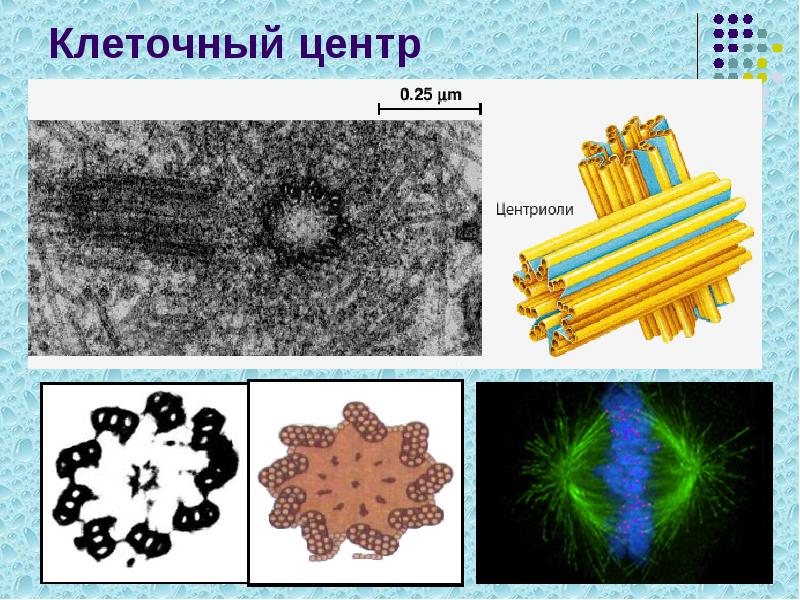 Клеточный центр Клеточный центр