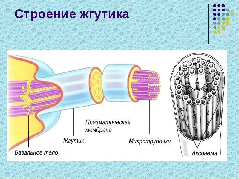 Строение жгутика Строение жгутика