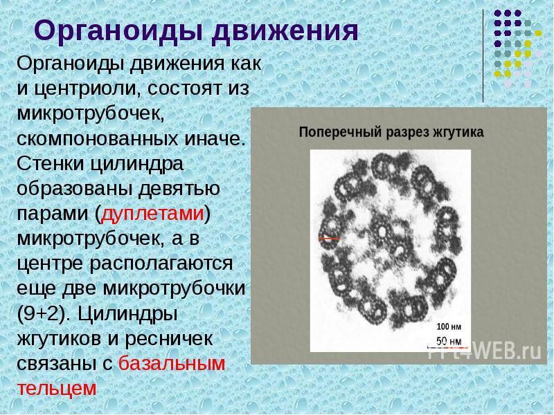 Органоиды движения
Органоиды движения как и центриоли, состоят из микротрубочек, скомпонованных Органоиды движения
Органоиды движения как и центриоли, состоят из микротрубочек, скомпонованных