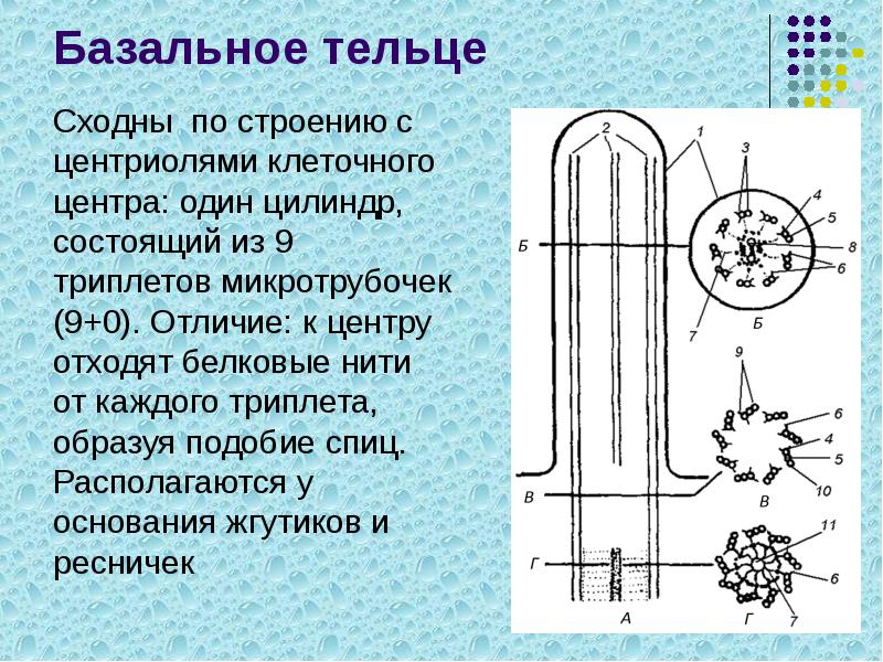 Базальное тельце
Сходны по строению с центриолями клеточного центра: один цилиндр, Базальное тельце
Сходны по строению с центриолями клеточного центра: один цилиндр,