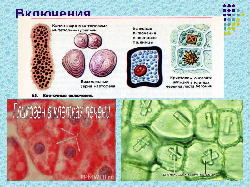 Включения Включения