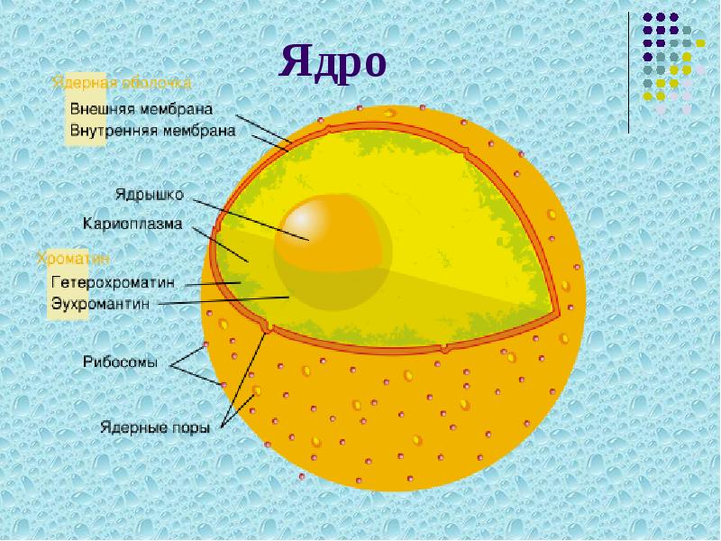 Ядро Ядро