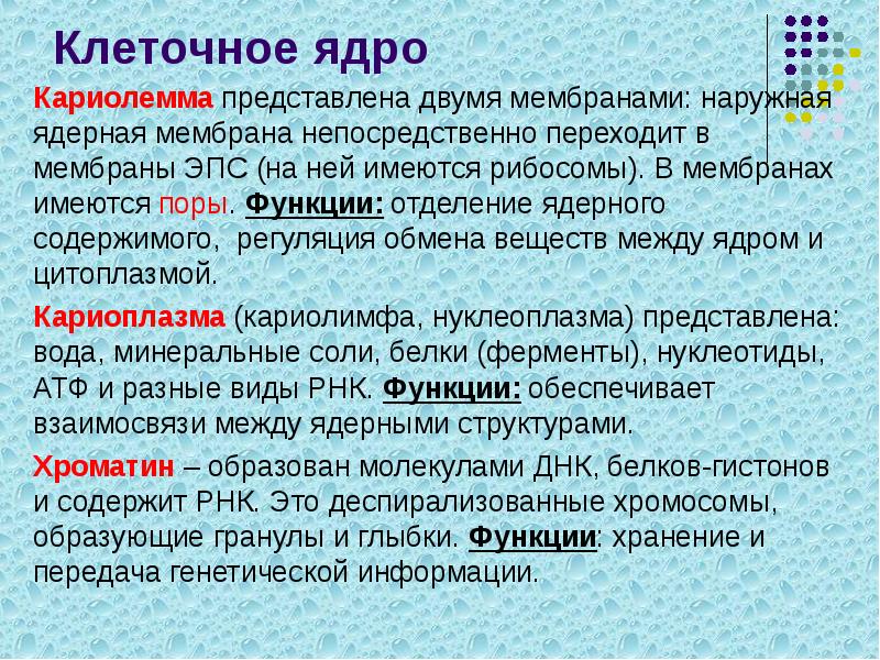 Клеточное ядро
Кариолемма представлена двумя мембранами: наружная ядерная мембрана непосредственно переходит Клеточное ядро
Кариолемма представлена двумя мембранами: наружная ядерная мембрана непосредственно переходит