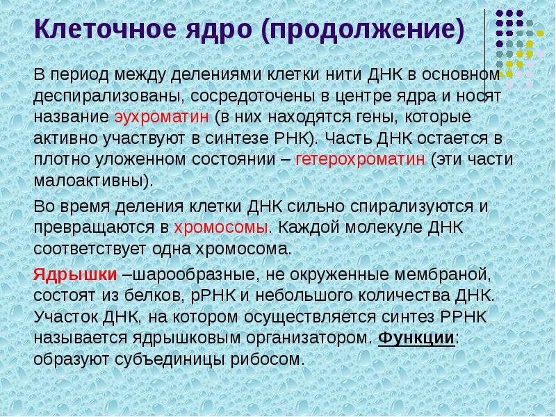 Клеточное ядро (продолжение)
В период между делениями клетки нити ДНК в Клеточное ядро (продолжение)
В период между делениями клетки нити ДНК в