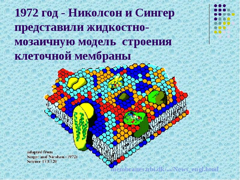 1972 год - Николсон и Сингер представили жидкостно- мозаичную модель строения 1972 год - Николсон и Сингер представили жидкостно- мозаичную модель строения