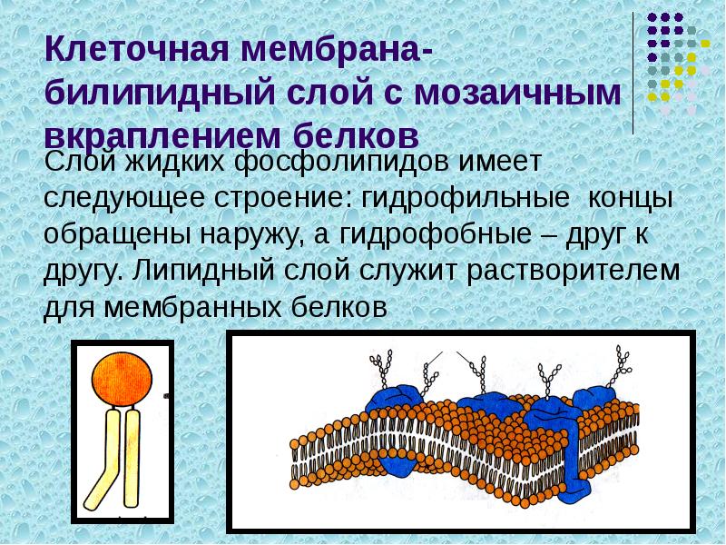 Клеточная мембрана- билипидный слой с мозаичным вкраплением белков
Слой жидких фосфолипидов Клеточная мембрана- билипидный слой с мозаичным вкраплением белков
Слой жидких фосфолипидов