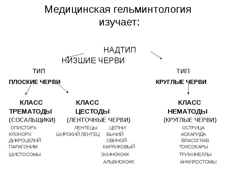 Дополнить схему классификации гельминтов