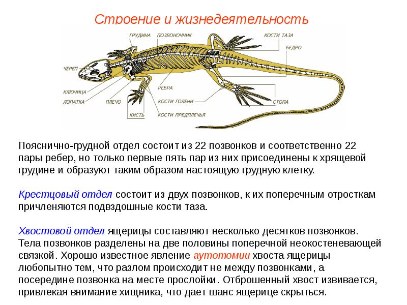 Внутреннее строение пресмыкающихся презентация
